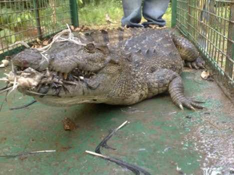 fear of crocodiles in baroda.