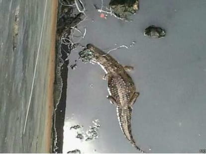 fear of crocodiles in baroda.