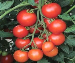 nouni university produce a new variety of tomoto.