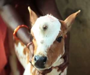 three eyed cow