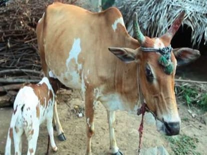 three eyed cow