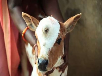 three eyed cow