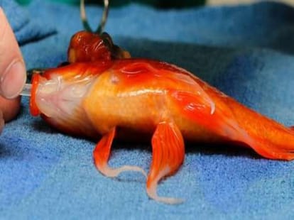 Top 11 Weirdest Animals of 2014 