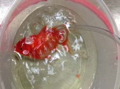 goldfish brain surgery done