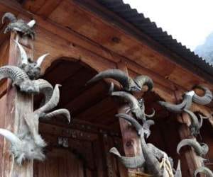 animal sacrifice case at mandi.