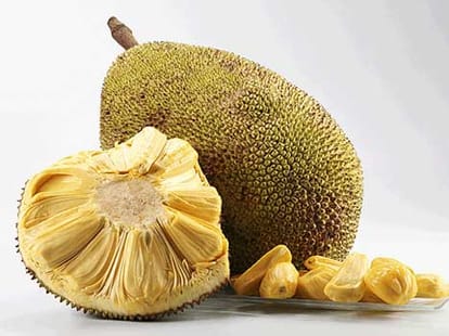 two papaya stolen from a mp house in delhi