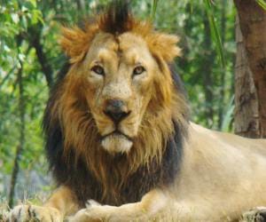 VIP treatment for the lions of safari.