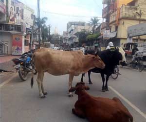 Arrested four smugglers trafficking are animals