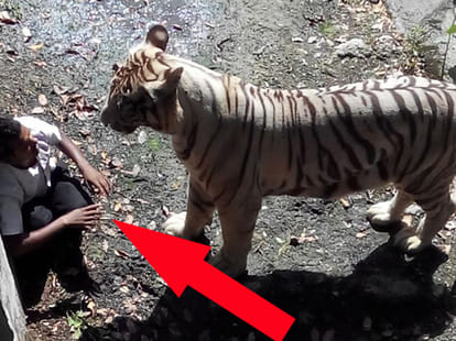 Delhi Zoo Incident - Maqsood's obsession for tigers took his life