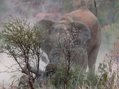 elephant killed forest inspector.