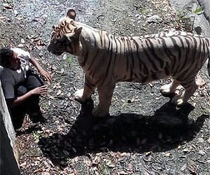 Delhi Zoo Incident - Maqsood's obsession for tigers took his life