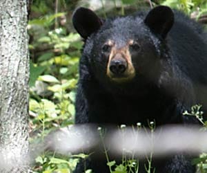 cell phone save the boy from bear attack.