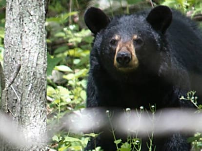 junglee bear attacks on indian student in new yark.