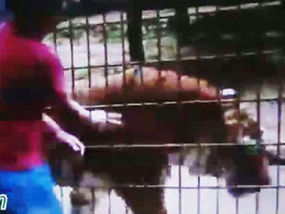 VIDEO: Man Entered Tiger's Den in Gwalior Zoo