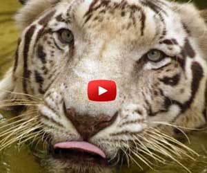 lucknow zoo tightens security after delhi incidents.