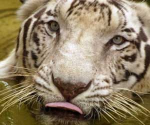 White tiger intern in Delhi zoo.