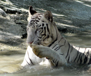 tiger alert in lucknow gossip.