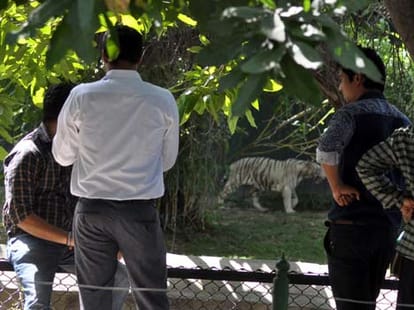 boy tries to shake hand with tiger