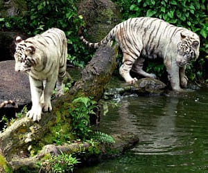 Tragedy in Delhi zoo.