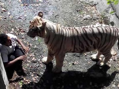 boy tries to shake hand with tiger