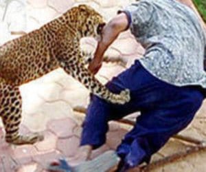Tips to Save Yourself from the Attack of Leopard