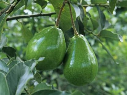 Mexican pear will help u to treat heart diseases.