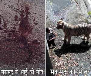 One son mauled by tiger and another died in road accident.