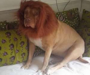 gossip about akhilesh lion safari.