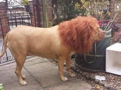 doctors start treatment of sick lions.
