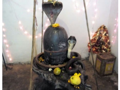 snake sitting up on Shivling