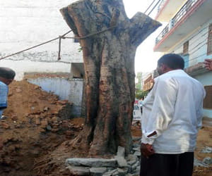 Peepal tree of peepal wali gali is about to cut down.