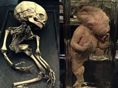 mystery of mermaids solved