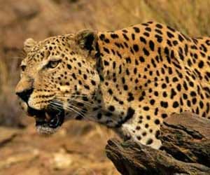 leopard terror in forest research institute.
