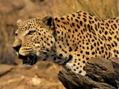 one injured in leopard attack at reasi