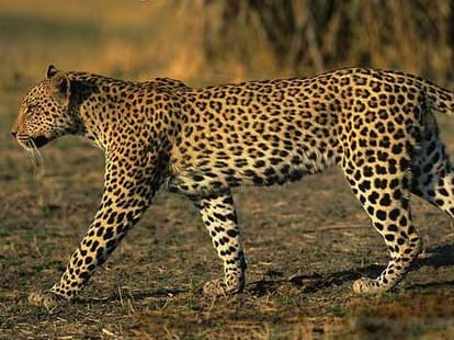 leopard enter in school at rishikesh.