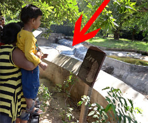 Negligence delhi zoo.