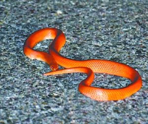 rare snakes found in dehradun.