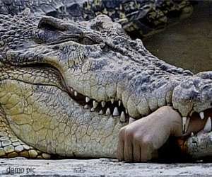 A man revenge to crocodile