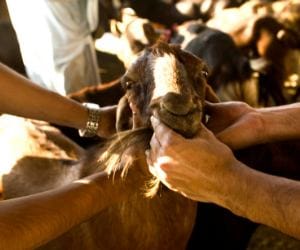 you can finance your billy-goat this bakrid