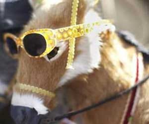 donkey catwalk in rajasthan fair.