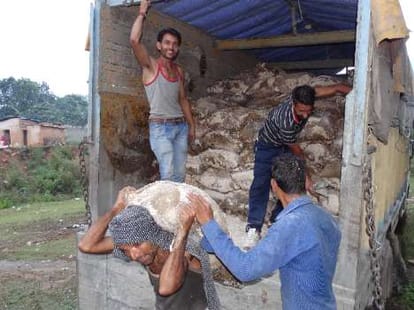 administration to distribute rotten rice among victims