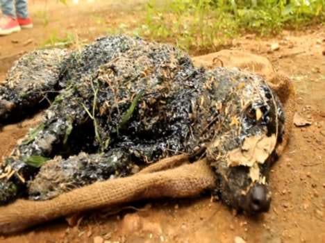 dog dipped in hot tar rescued video