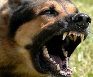 dangerous dog of BJP leader kill innocent child