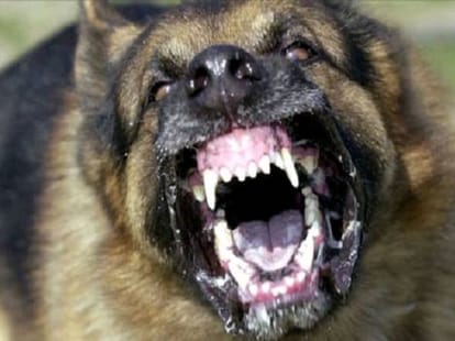 street dog bite 16, death, danger of rabbies in chandigarh