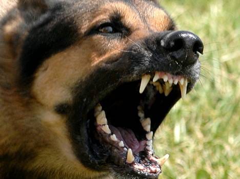 to take revange dog bite at himachal.
