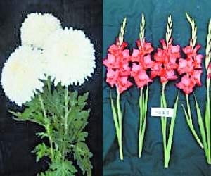 Awareness camp on floriculture