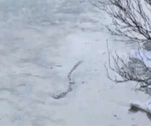 mythical snake seen in ireland