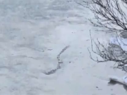 mythical snake seen in ireland