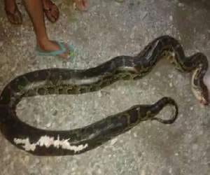 he brought the python in tehsil