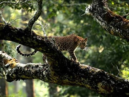 leopard attacks boy in jungle.